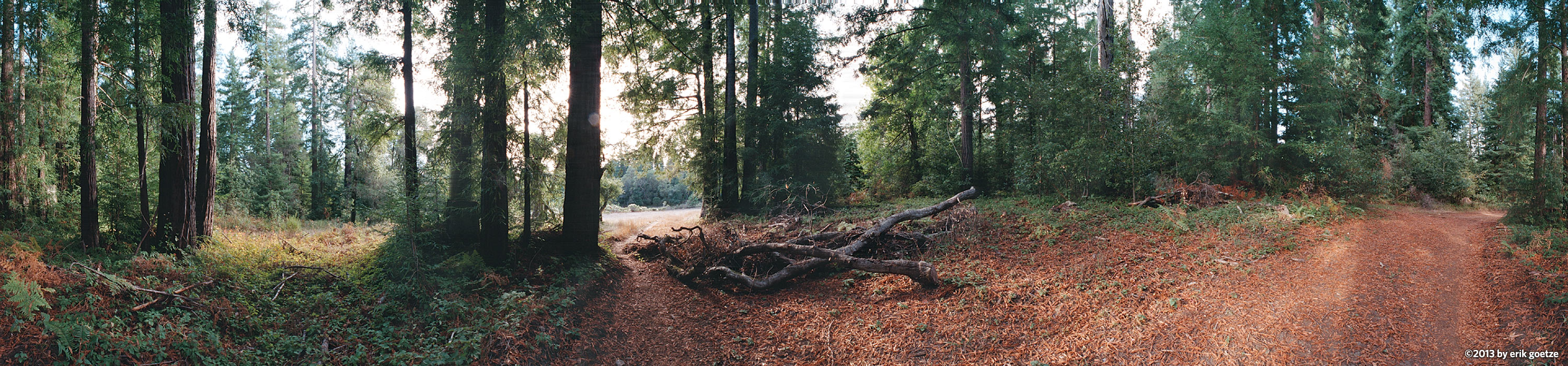 Redwoods in Wilder Ranch, California